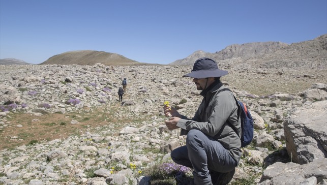 Bitki bilimcileri Tunceli'nin 3 bin rakımlı zirvelerinde yeni türlerin izini sürüyor