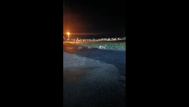 Sarıkamış'ta anne ayı ve yavrularının gece gezintisi kamerada