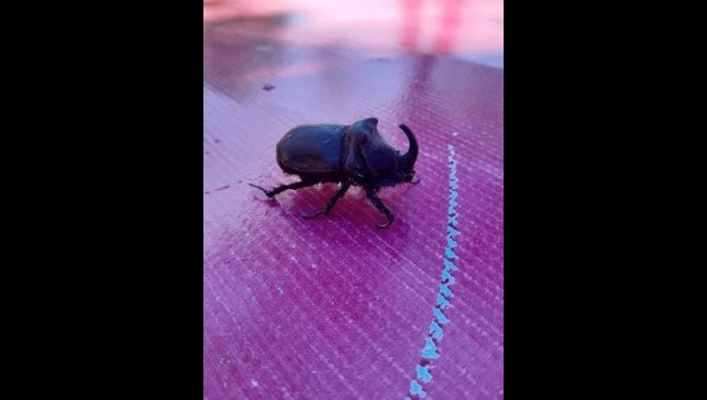 Elazığ'da gergedan böceği görüldü