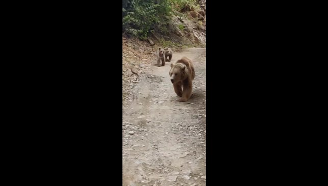 Tunceli'de dağ keçileri ve ayı ailesi kamerada