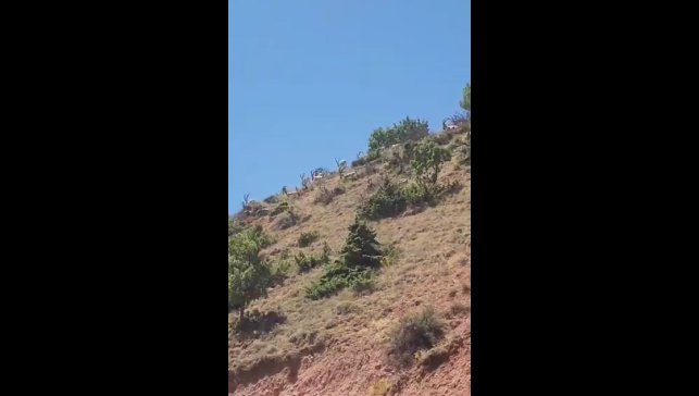 Elazığ'da dağ keçileri sürü halinde görüntülendi
