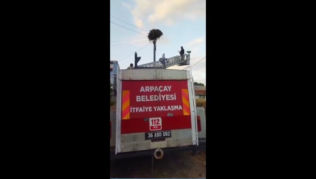 Kars'ta yuvadan düşen yavru leylek, yeniden yuvasına konuldu