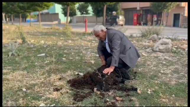 Diyadin'de geleneksel koyun kırkımı devam ediyor