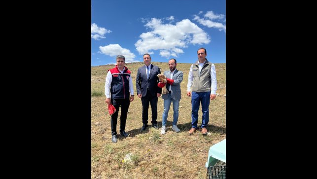 Erzurum'da yaralı bulunan şahin tedavisinin ardından doğaya bırakıldı