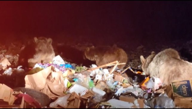 Sarıkamış'ta tehlikeye aldırış etmeden boz ayıları görüntülediler