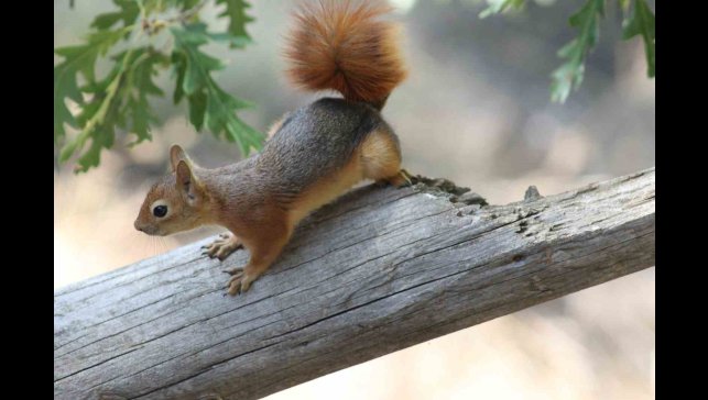 Kızıl Sincap, piknikçilerin misafiri oldu
