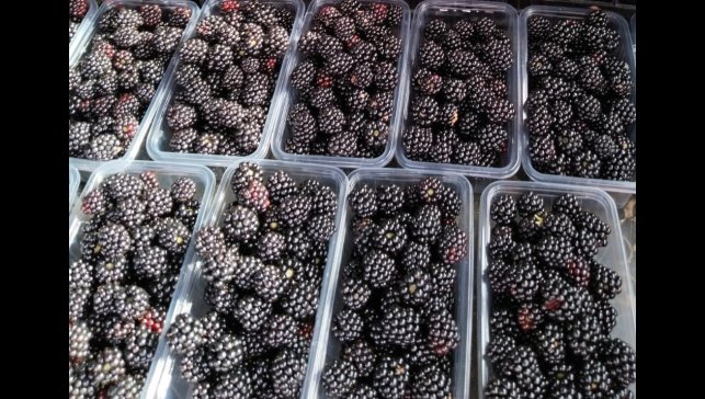 Antioksidan zengini böğürtlen vitamin ve mineral kaynağı