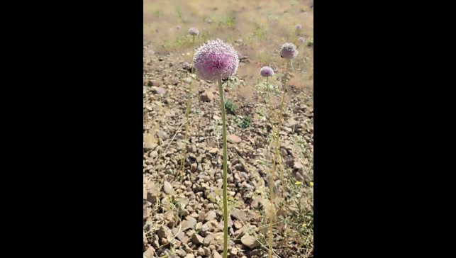 Tunceli'nin tescilli dağ sarımsağı yok olma tehditi altında