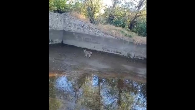 Nesli tehdit altındaki vaşak Elazığ'da görüntülendi