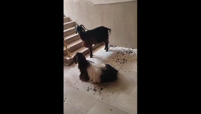 Muş'ta serinlemek için apartmana giren iki keçinin inadı tutunca asansörle indirildi