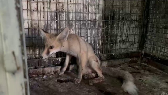 Yol ortasında yaralı olarak bulunan tilki tedavi altına alındı