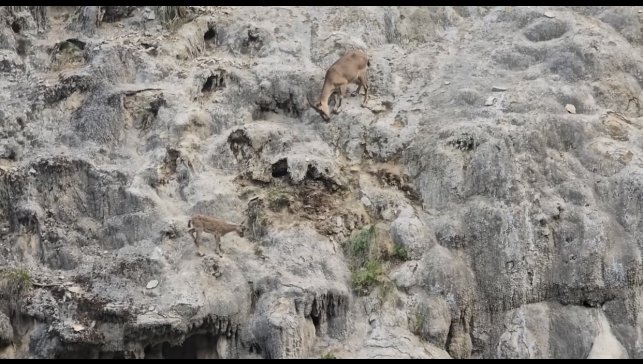 Sarp kayalıkların usta tırmanışçıları görüntülendi