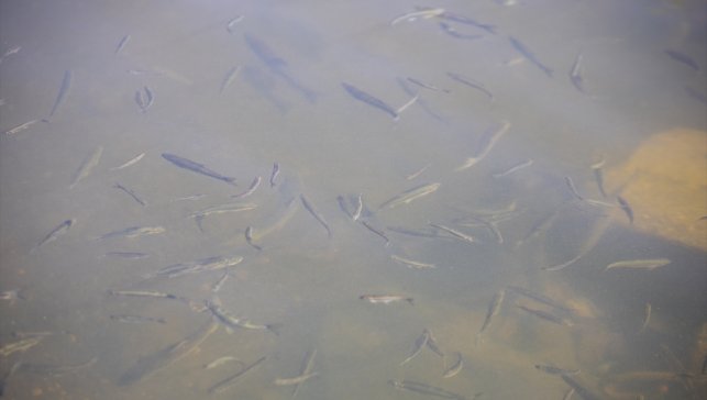 Van Gölü'nün "yavru incileri" dönüş yolculuğunda