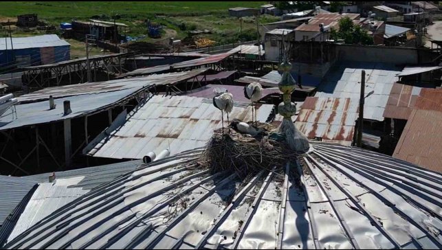 Leylekler Güzelova Mahallesi'ni mesken tuttu