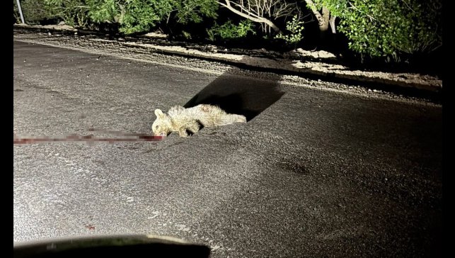 Tunceli'de aracın çarptığı yavru ayı telef oldu