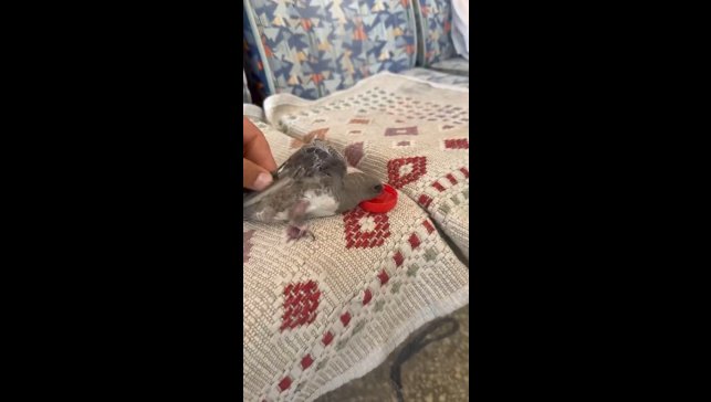 Elazığ'da atmaca sandığı ebabile su veren esnafın heyecanı gülümsetti