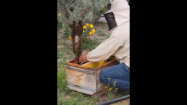 Iğdır'da kraliçe arının peşinden gelen binlerce arı şehir merkezini istila etti