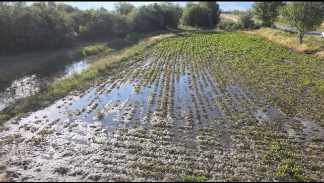 Erzincan'da çiftçilerin kanal isyanı: "Bir senenin emeği sular altında kaldı"