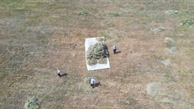 Ağrı'da dağlık bölgelerdeki araziler asırlık tırpanlarla imece usulü biçiliyor