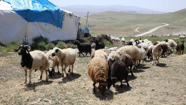 Vanlı besiciler 2 bin 700 rakımdaki yaylada otlu peynir üretiyor