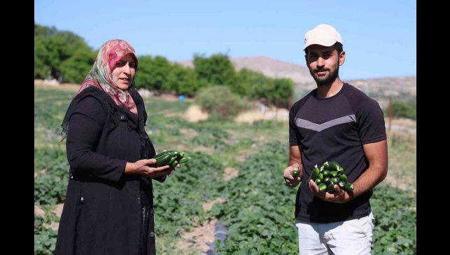 14 yıldır tarladan sofraya: Hal fiyatına organik salatalık
