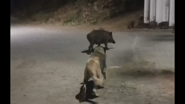 Tunceli'de yaban domuzları şehre indi