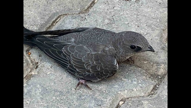 Bitkin halde bulduğu Ebabil kuşunu koruma altına aldı