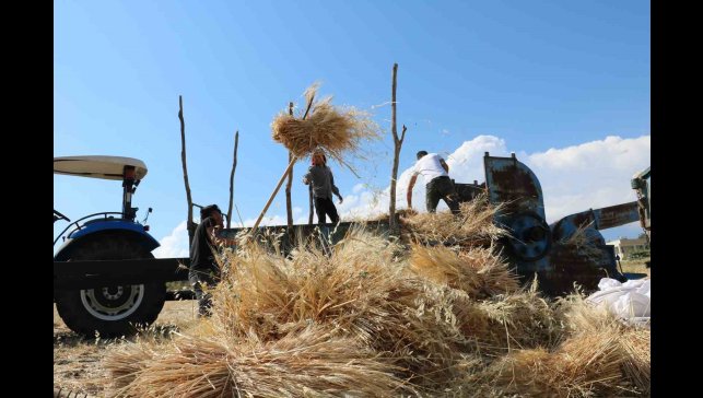 Tercan'da hububat tarlalarında hasat başladı