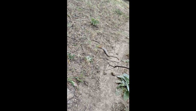 Koca engerek, sincabı yuttu