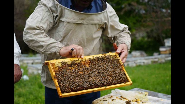 Bal verimi yüzde 40 düştü