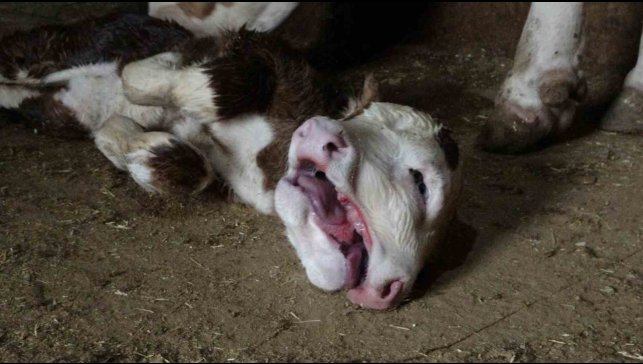 Malatya'da çift başlı doğan buzağı şaşırttı