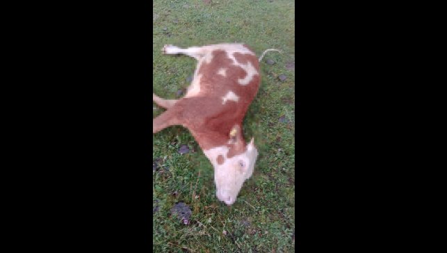 Ardahan'da yıldırım düştü, 5 inek telef oldu