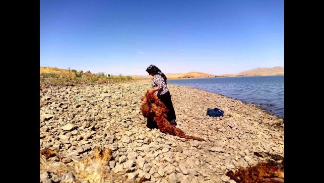 Ağrı'da asırlardır süregelen gelenek: Patnoslu kadınlar, çeyizlik yünleri yıkama mesaisine başladı