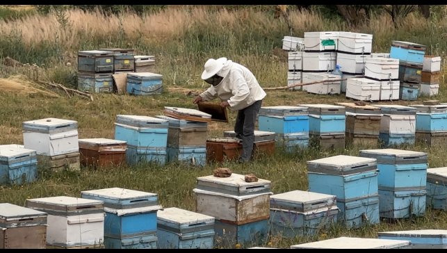 Cilo Dağı eteklerinde bal üretimi