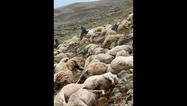 Tunceli'de yıldırım isabet eden 200 koyun telef oldu