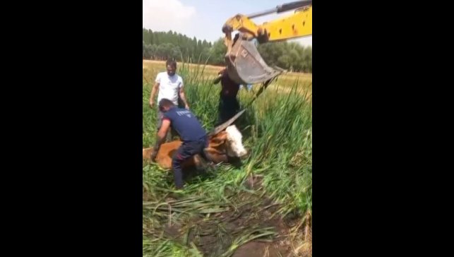 Bataklığa saplanan iki büyükbaş hayvanı itfaiye kurtardı