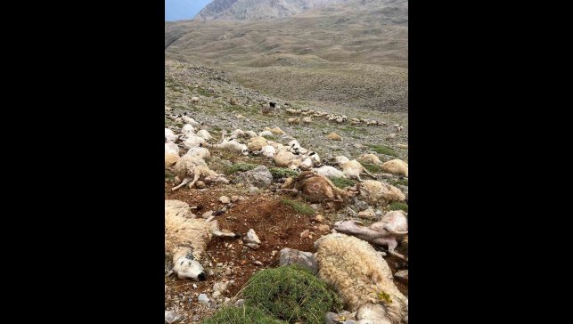 Tunceli'de yıldırım isabet eden 200 koyun telef oldu
