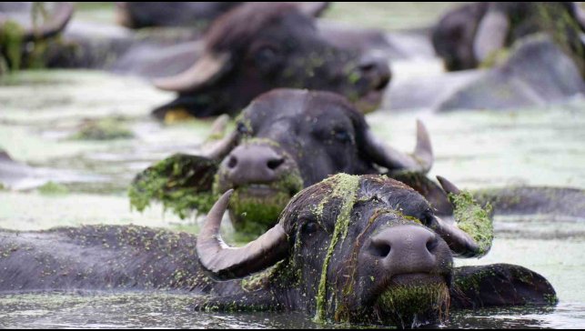Burası Afrika değil Erzurum Ovası