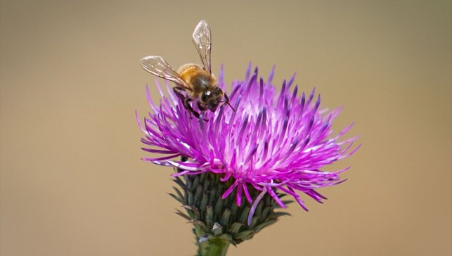 Erzurum'un zengin floraya sahip yaylaları gezgin arıcıları ağırlıyor