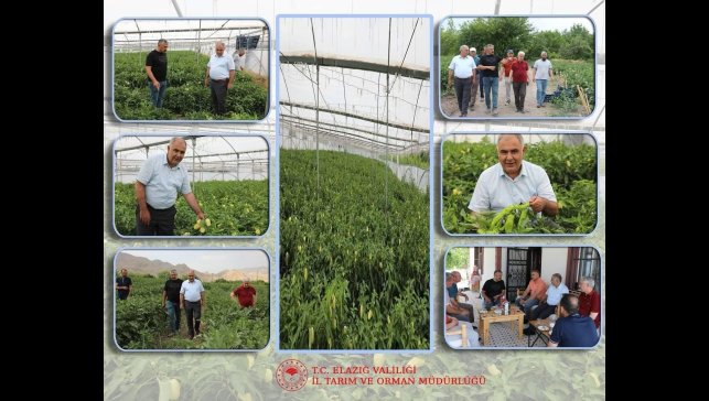 Elazığ'da bahçe ve sera alanlarında inceleme