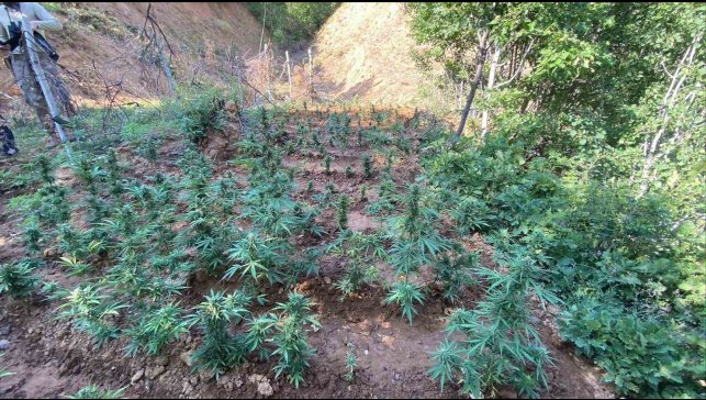 Bingöl'de uyuşturucuyla mücadele sürüyor