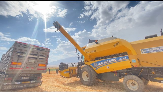 Adilcevaz'da buğday hasadı devam ediyor