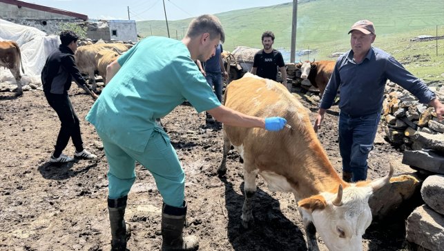 Ardahan'da, şap hastalığıyla mücadele için ekipler seferber oldu