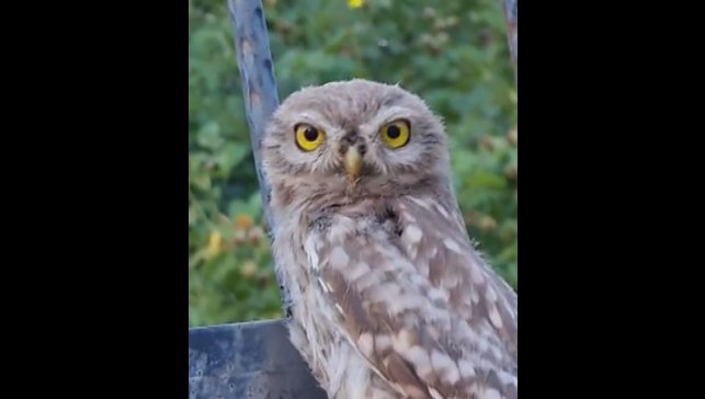 Tunceli'de yavru baykuş, kendisini seven vatandaştan ayrılmak istemedi
