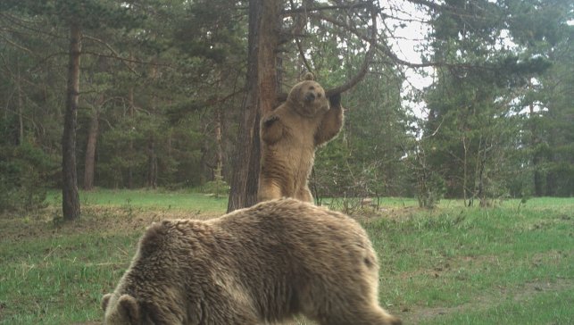 Sarıkamış ormanlarında ayıların koku bıraktığı ağaçlara bilimsel inceleme