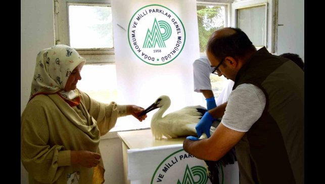 İlk uçuşunda yere çakılan yavru leylek, koruma altına alındı