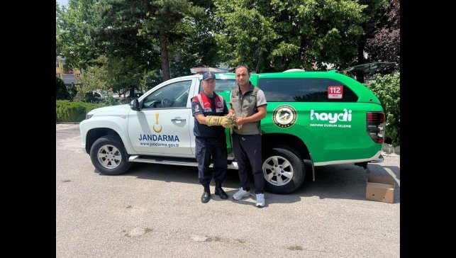 Yaralı yavru baykuş'a jandarma şefkati