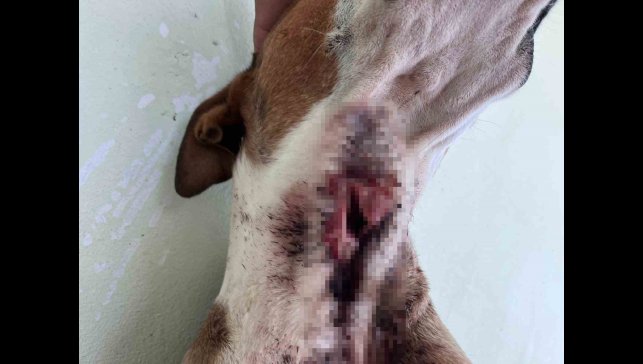 Yaban domuzları köpekleri hedef aldı