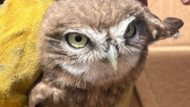 Erzincan'da yaralı bulunan baykuş yavrusu tedavi altına alındı