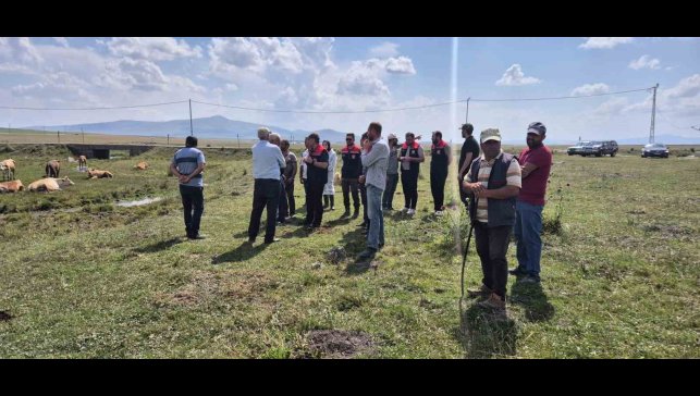 Kars'ta büyükbaş hayvanlar aşılanıyor